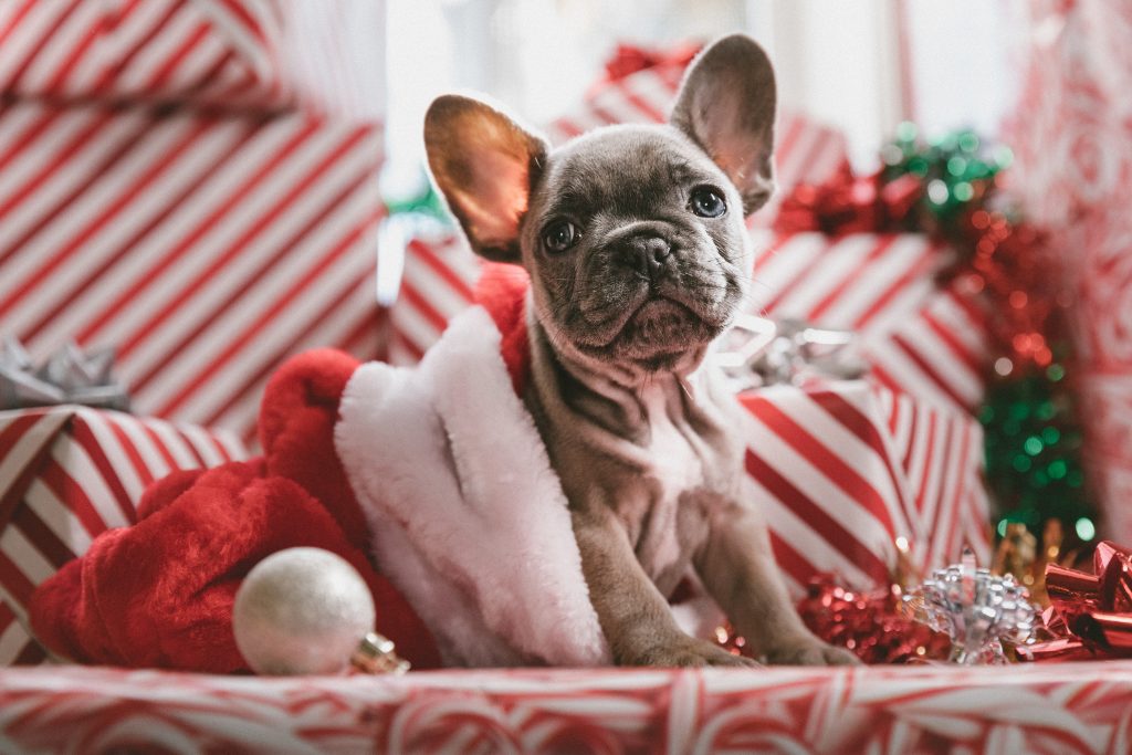 Gift for your dog