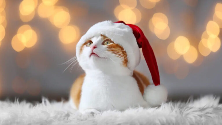 Gifts for your Cat